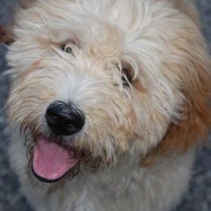 Meet your Posher, Joan